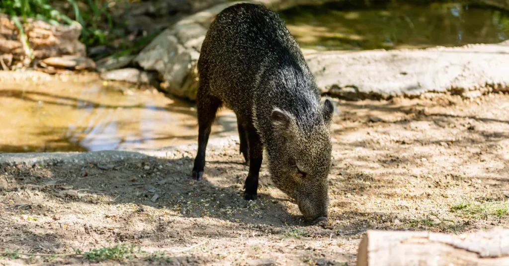 Dead Horse Ranch State Park - Wildlife Viewing - Javelina
